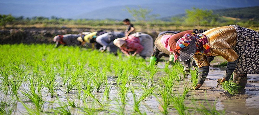 کاشت برنج در شالیزار ها