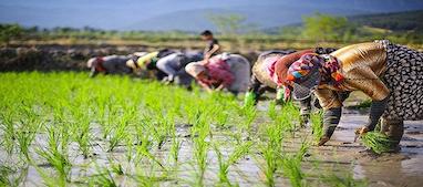مراحل کاشت برنج در شالیزار